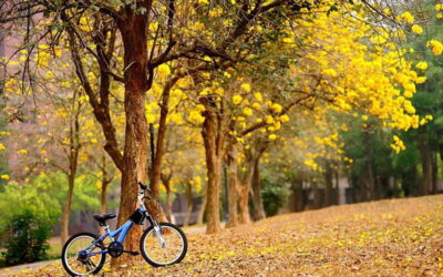 Viaje de otoño, novela primaveral